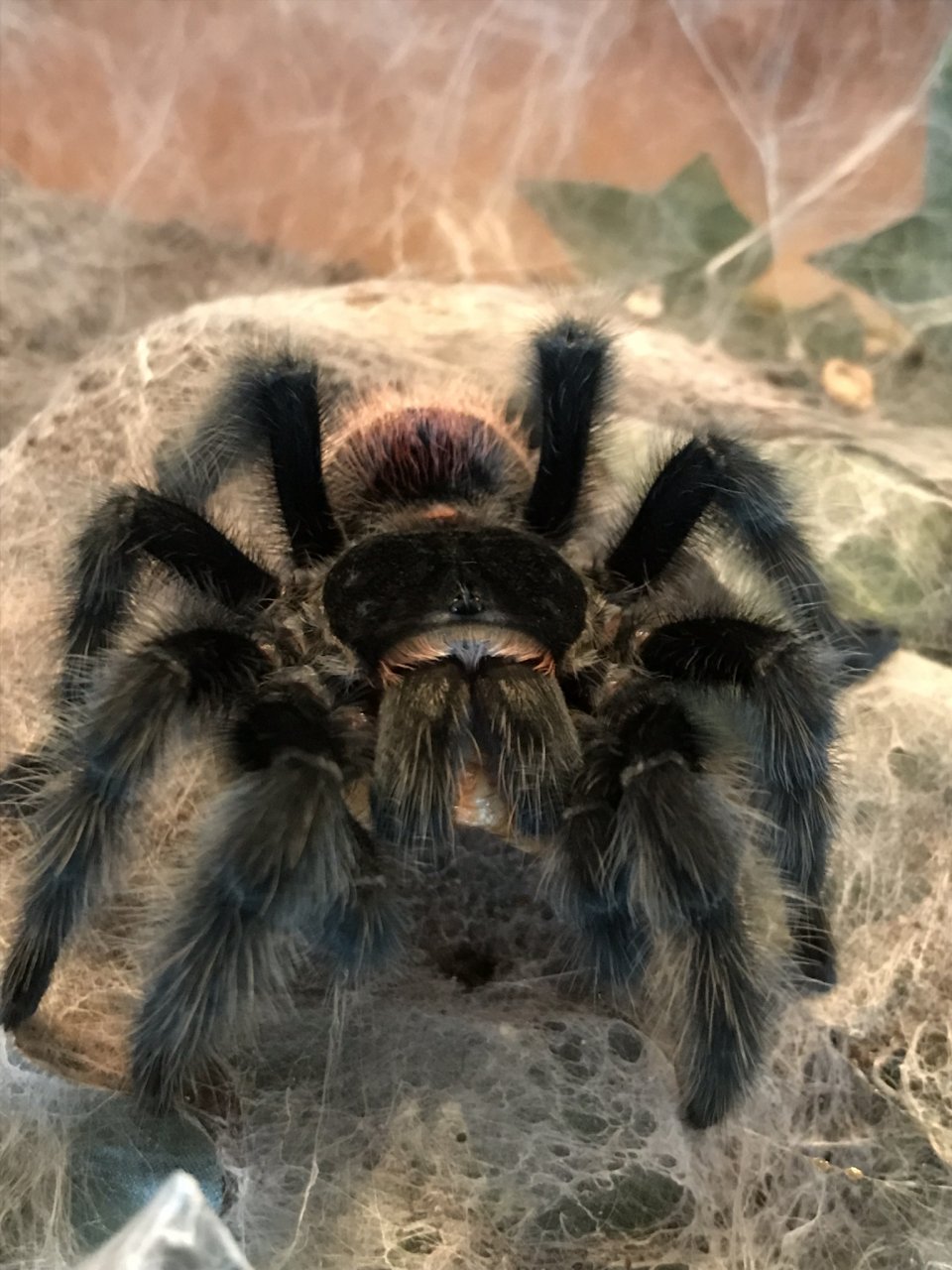 Post-molt Noms