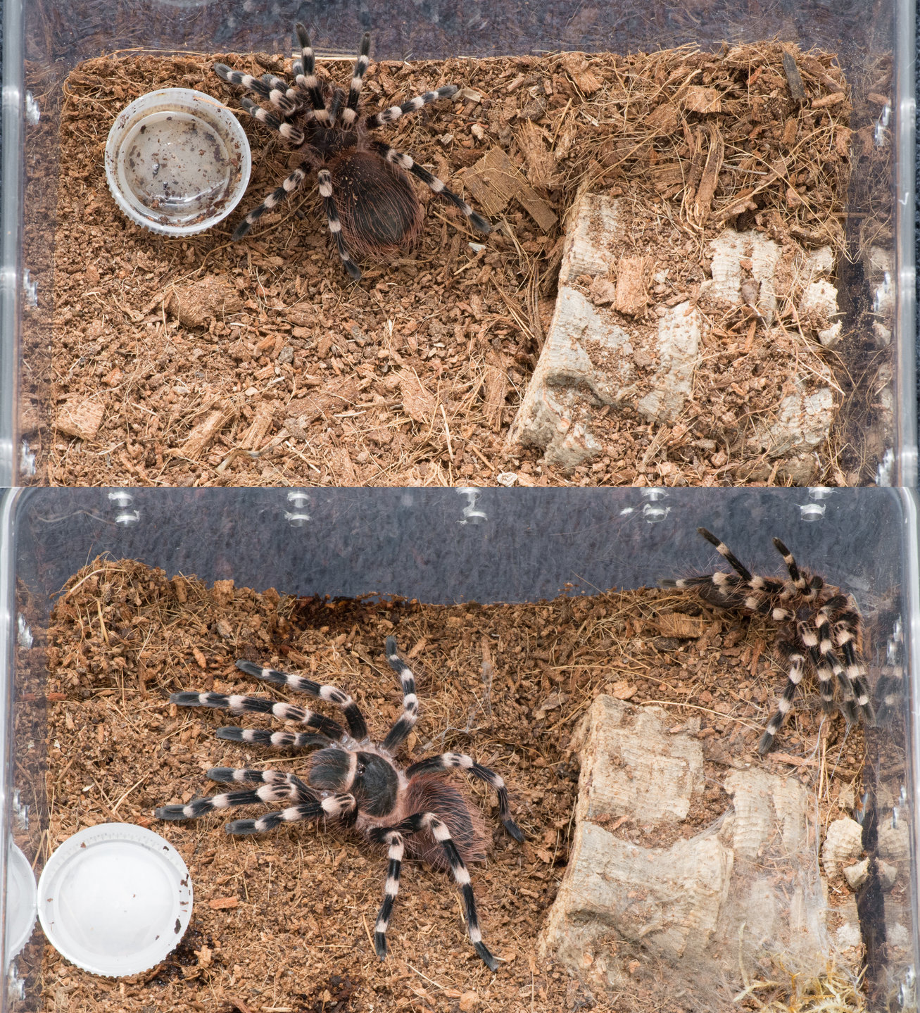 post molt size difference