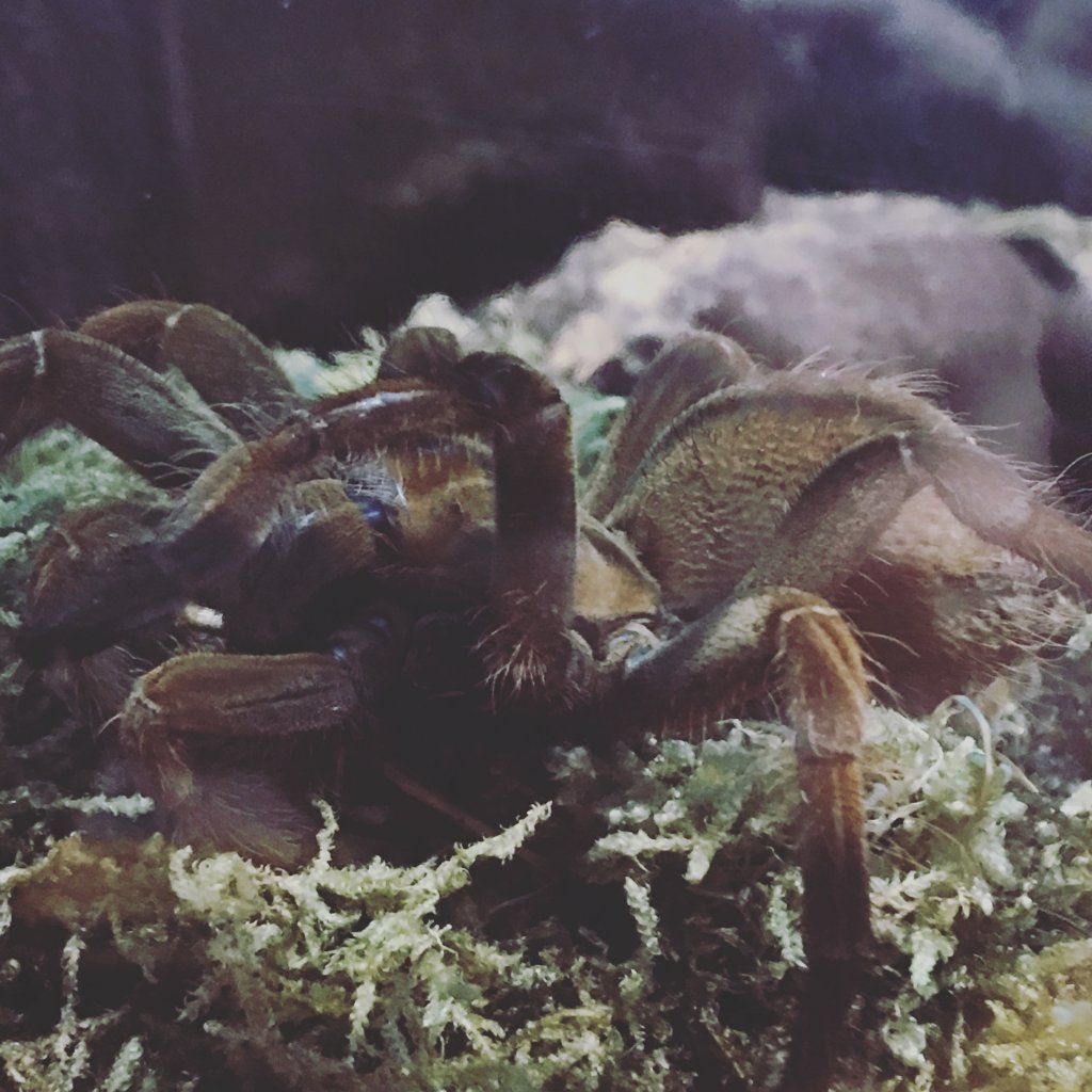 Pre-molt Theraphosa blondi