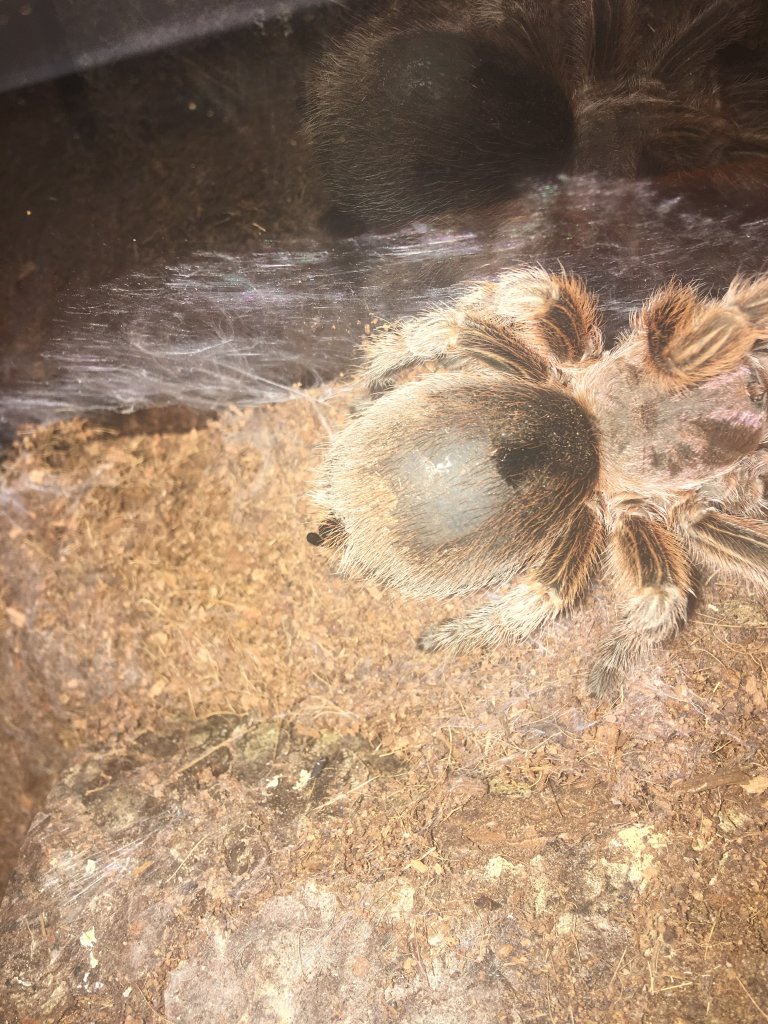 Pre-molt?