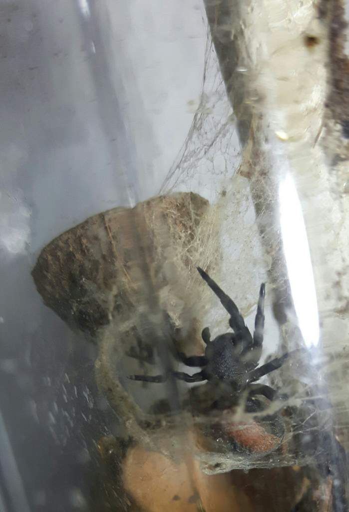 Preparing for molt? (Help! Eresus walckenaeri)