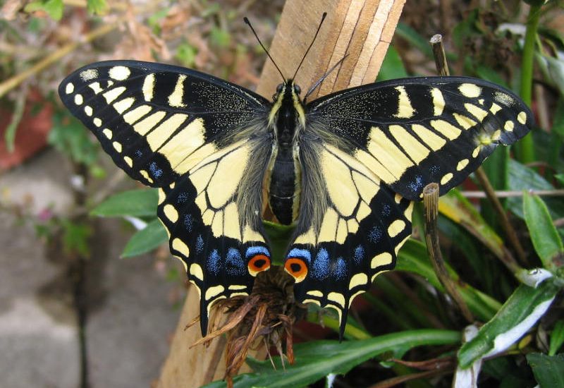 Prettiest butterfly in Britain