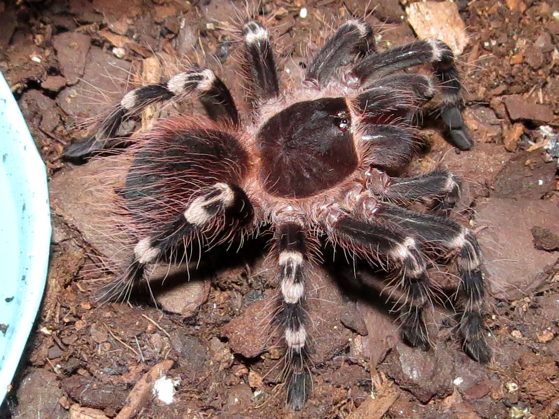 Pretty in Pink (♂ Acanthoscurria geniculata 3")