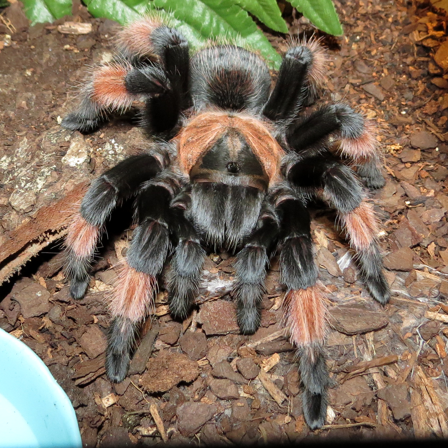 Pretty Petra (♀ Brachypelma emilia 4.5")