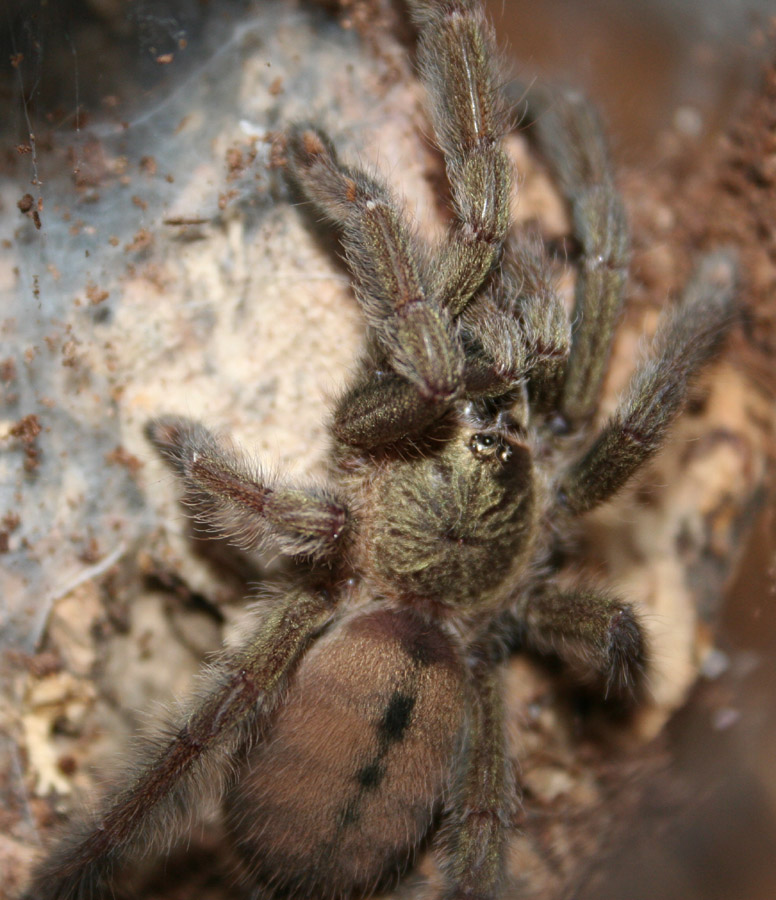 Psalmopoeus cambridgei 1.0