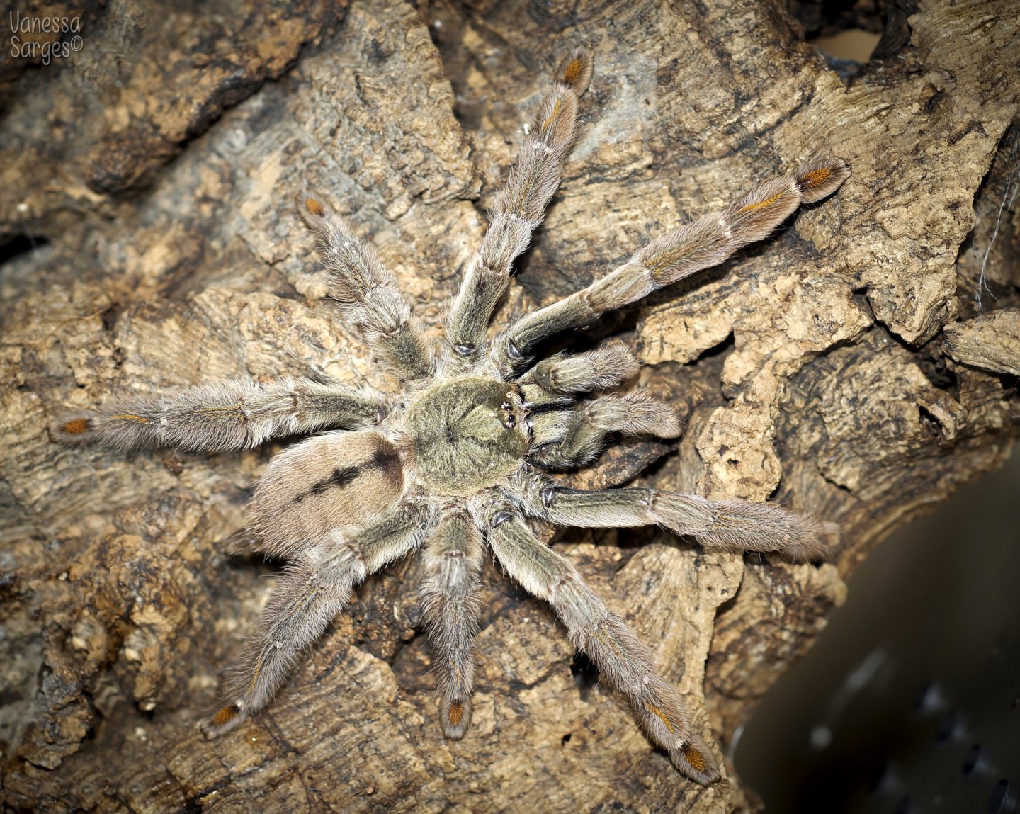 Psalmopoeus cambridgei Sub-Adult Female