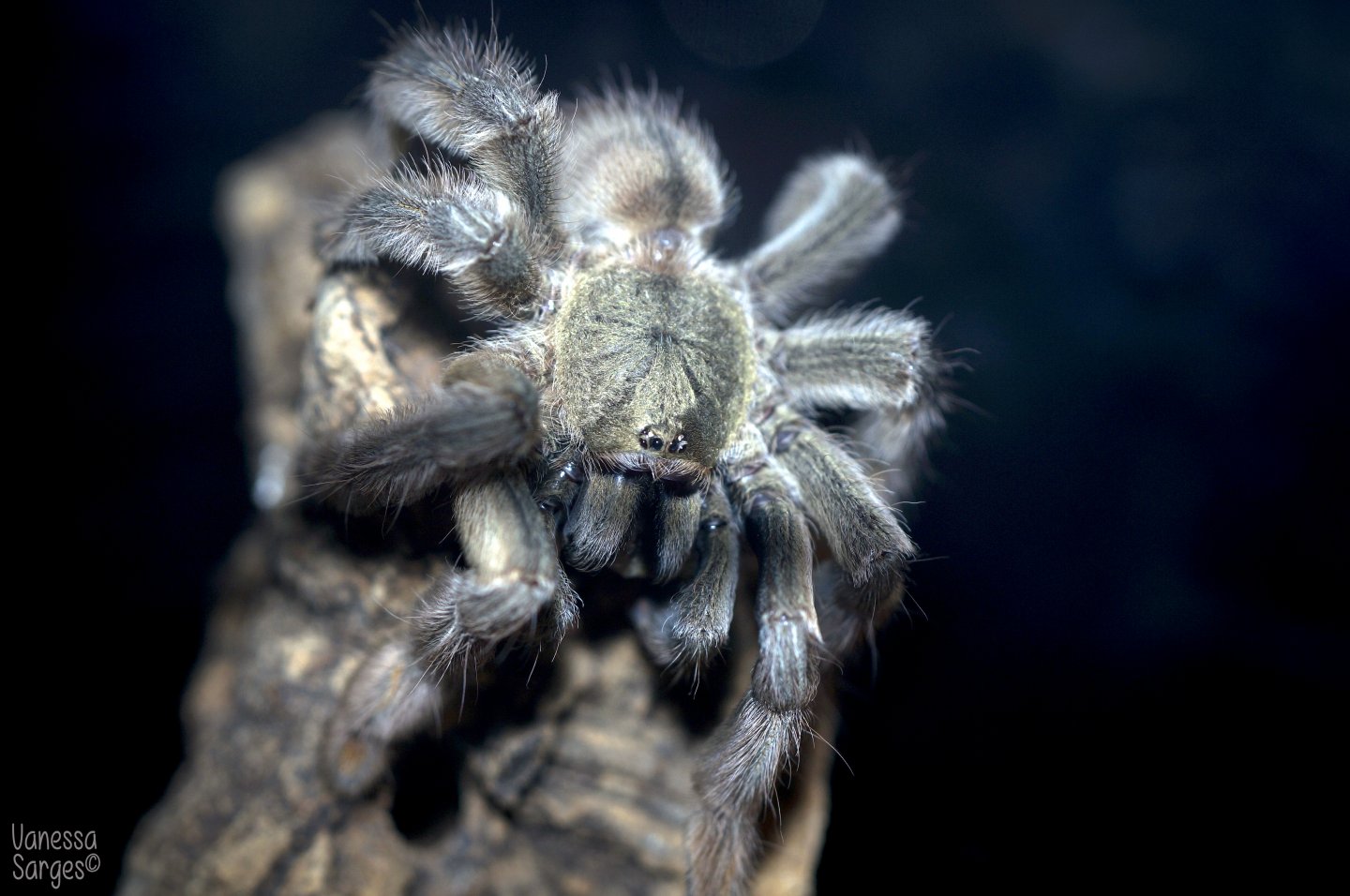 Psalmopoeus cambridgei Sub-Adult Female