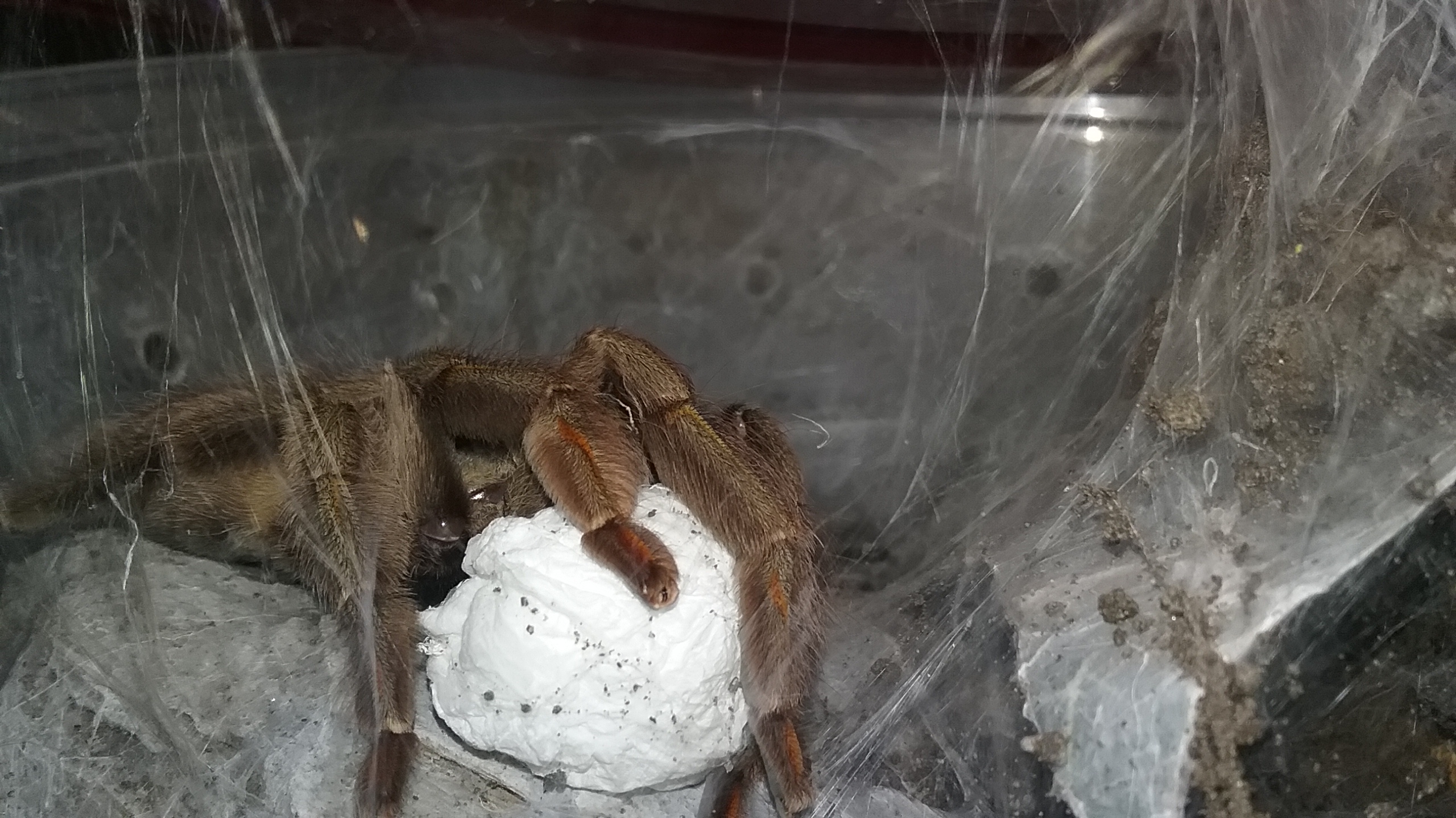 Psalmopoeus cambridgei With Egg Sac