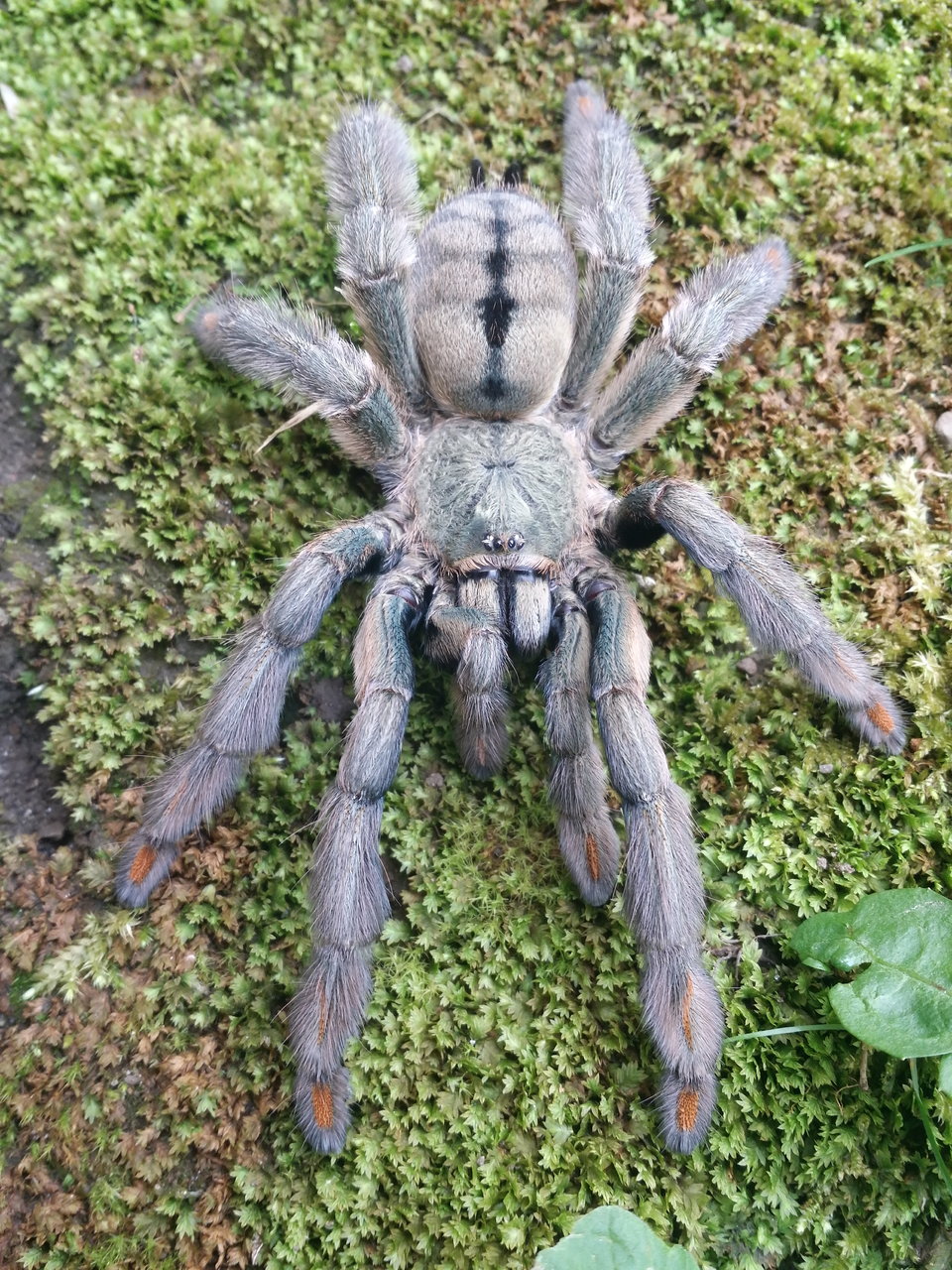 Psalmopoeus cambridgei