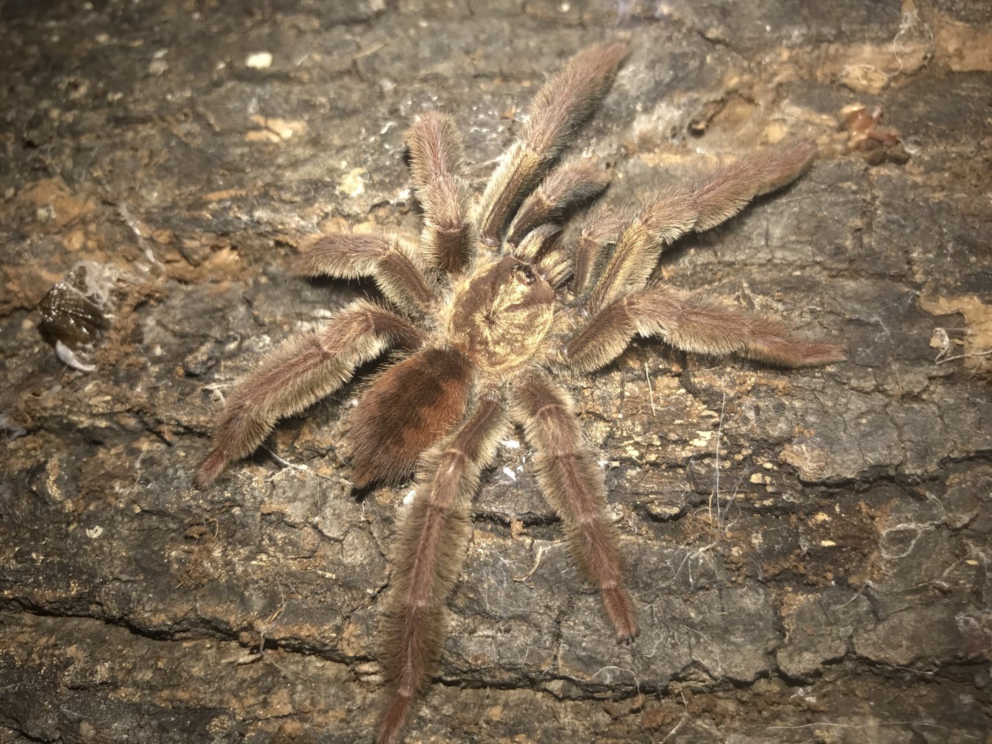 Psalmopoeus ecclesiasticus