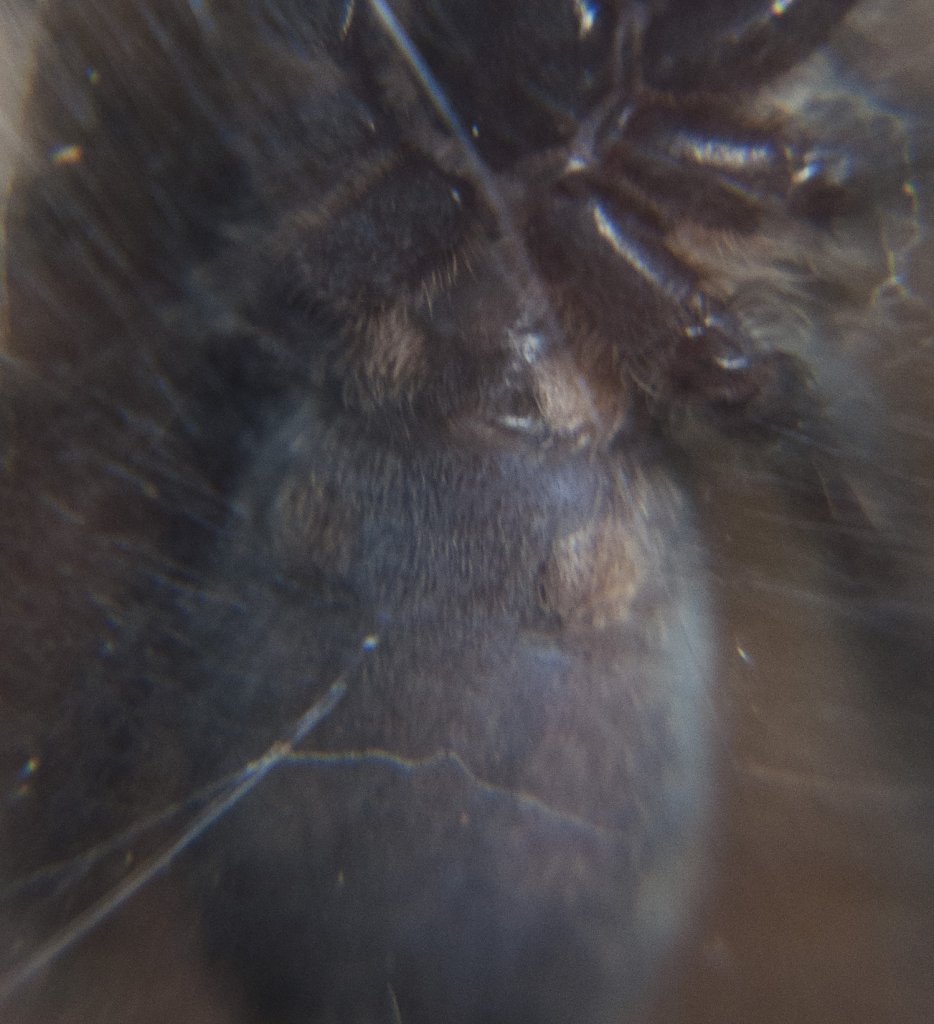 Psalmopoeus Irminia, 2" DLS