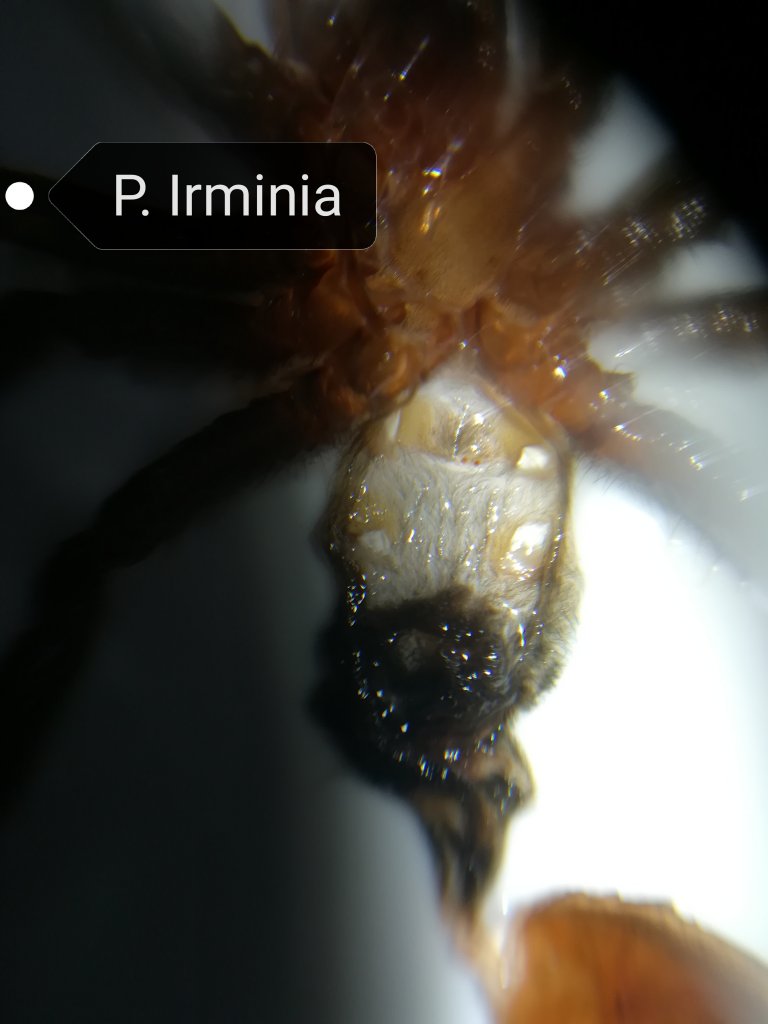 Psalmopoeus irminia [molt sexing]