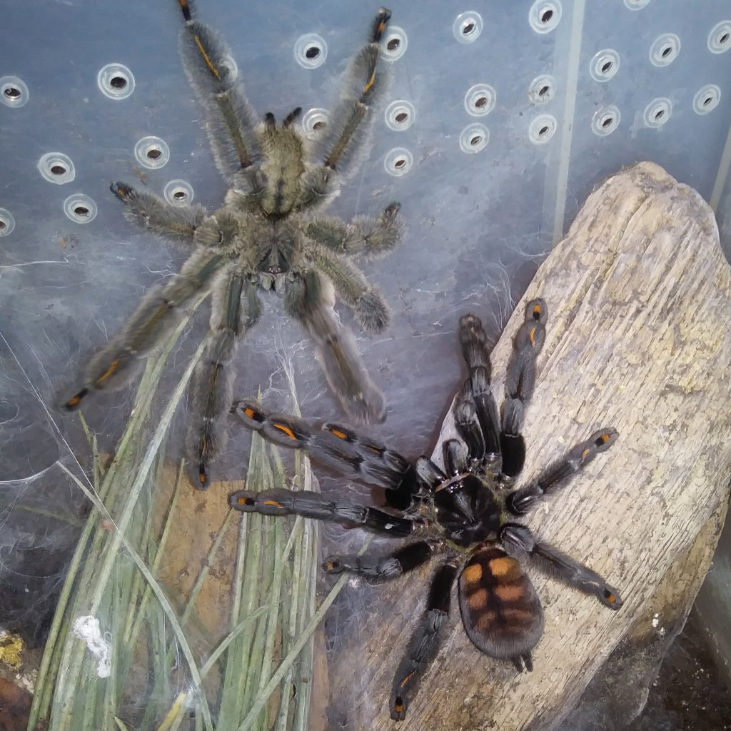 Psalmopoeus irminia pairing