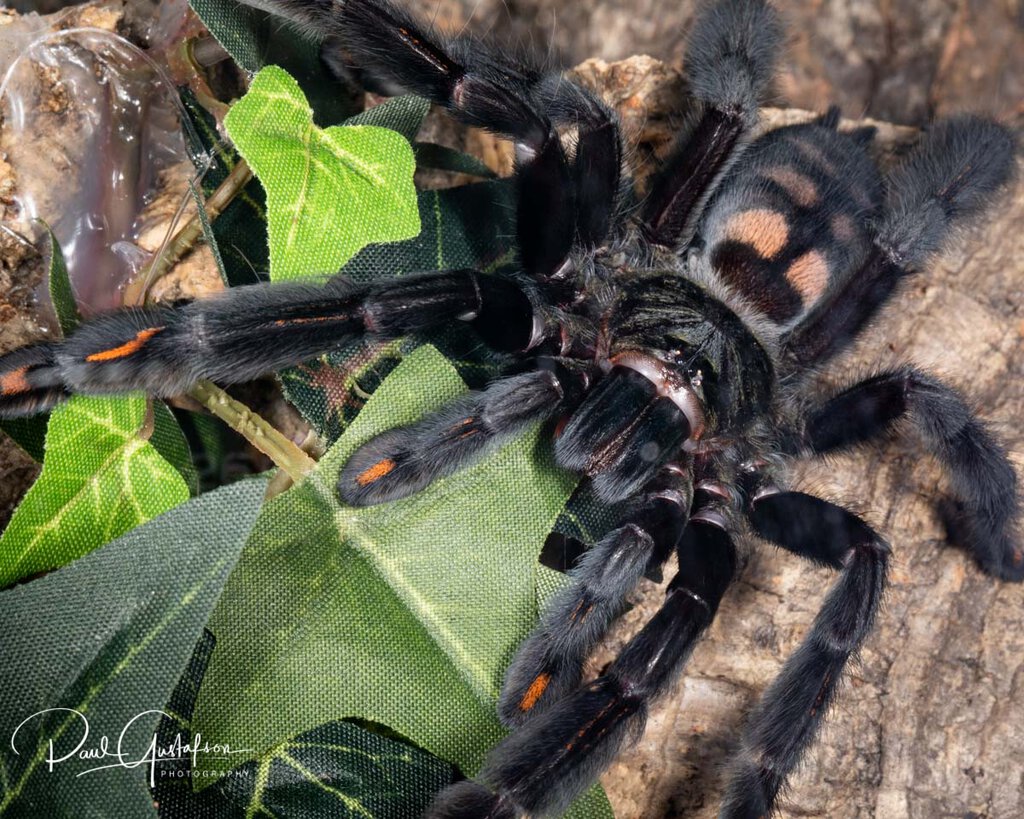 Psalmopoeus irminia recently molted