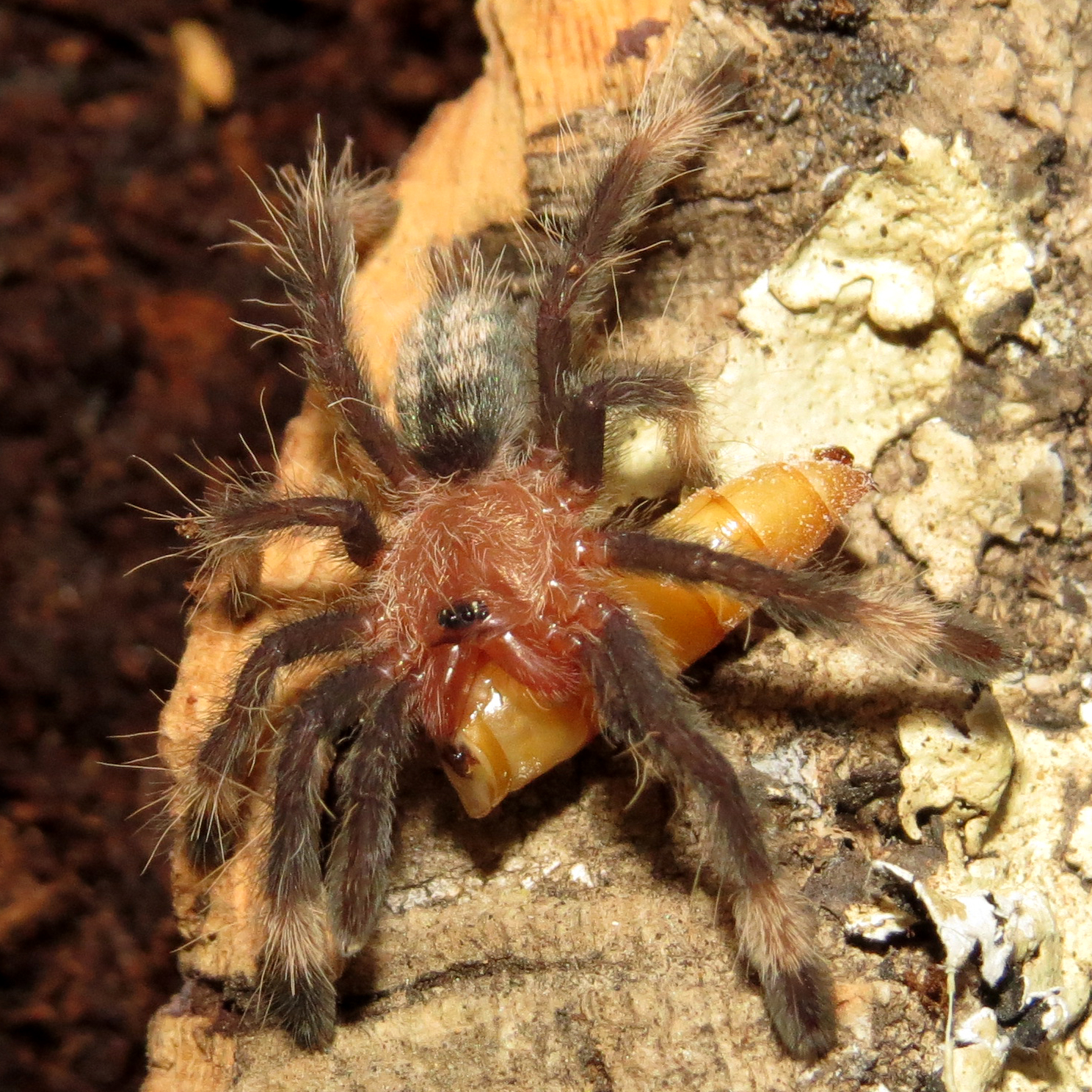 Psalmopoeus irminia Sling Feeding (♀ 0.75")