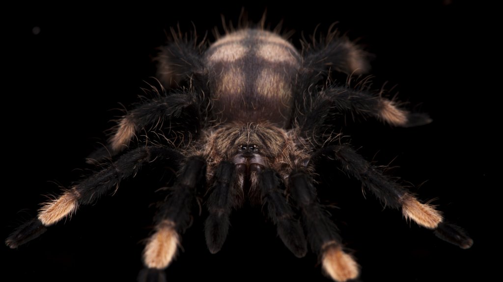 Psalmopoeus irminia Sling