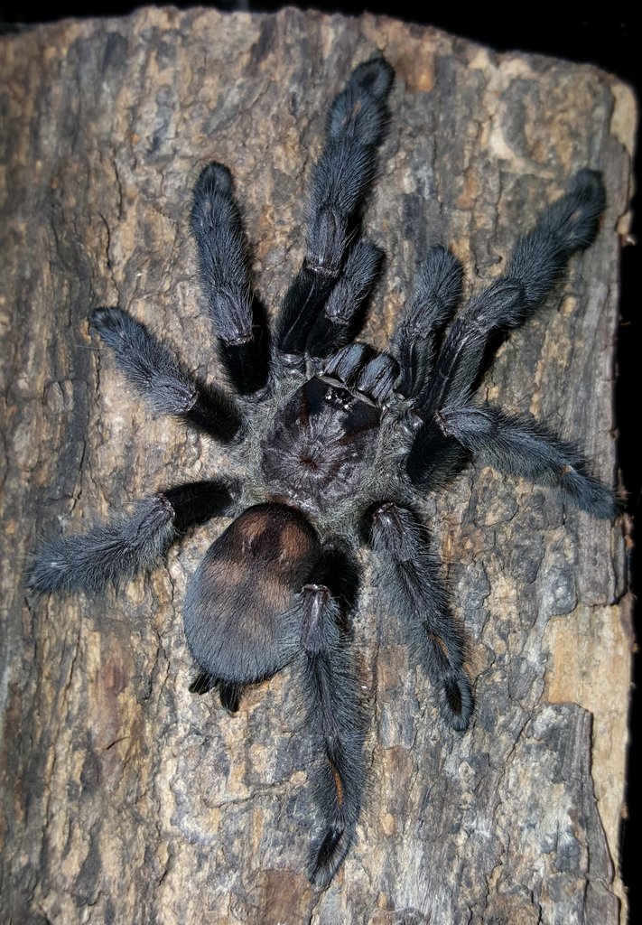 Psalmopoeus irminia (Venezuelan suntiger)