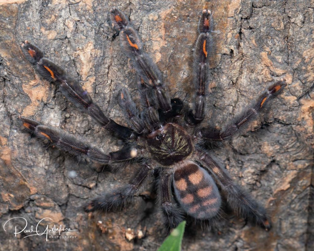 Psalmopoeus irminia