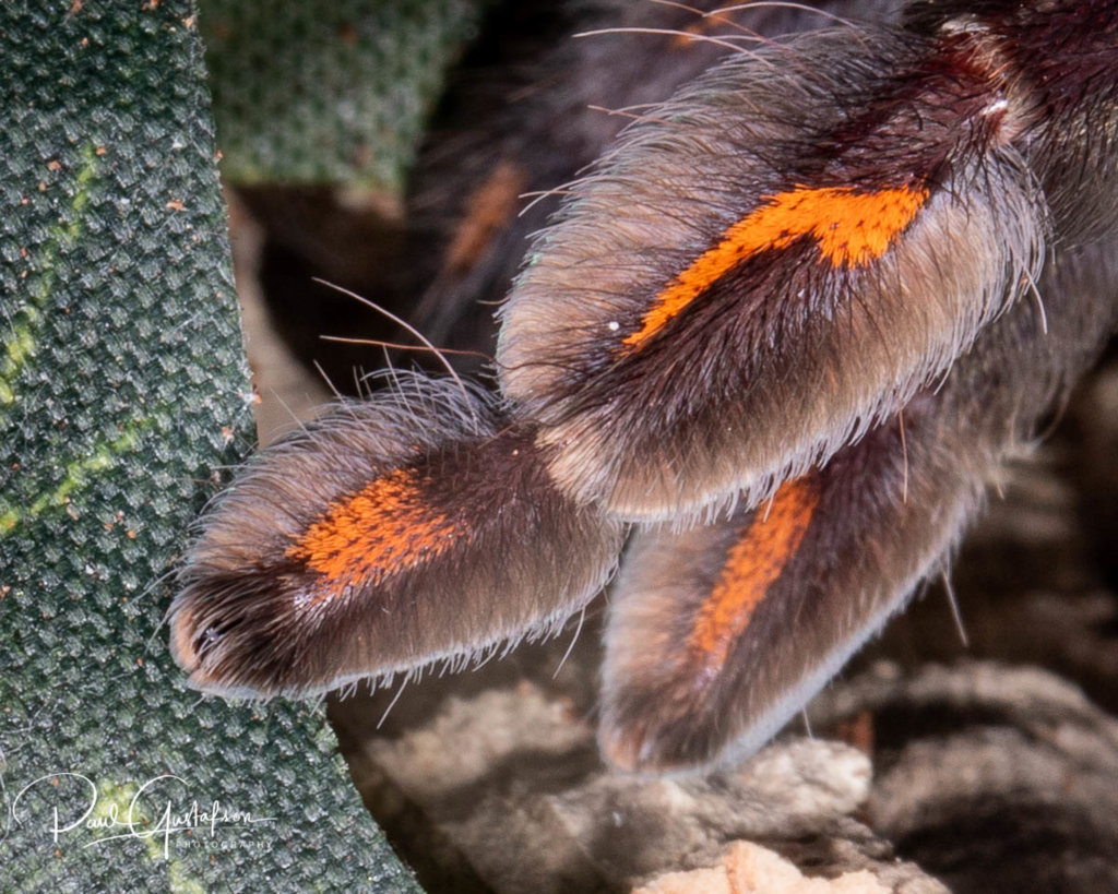 Psalmopoeus irminia