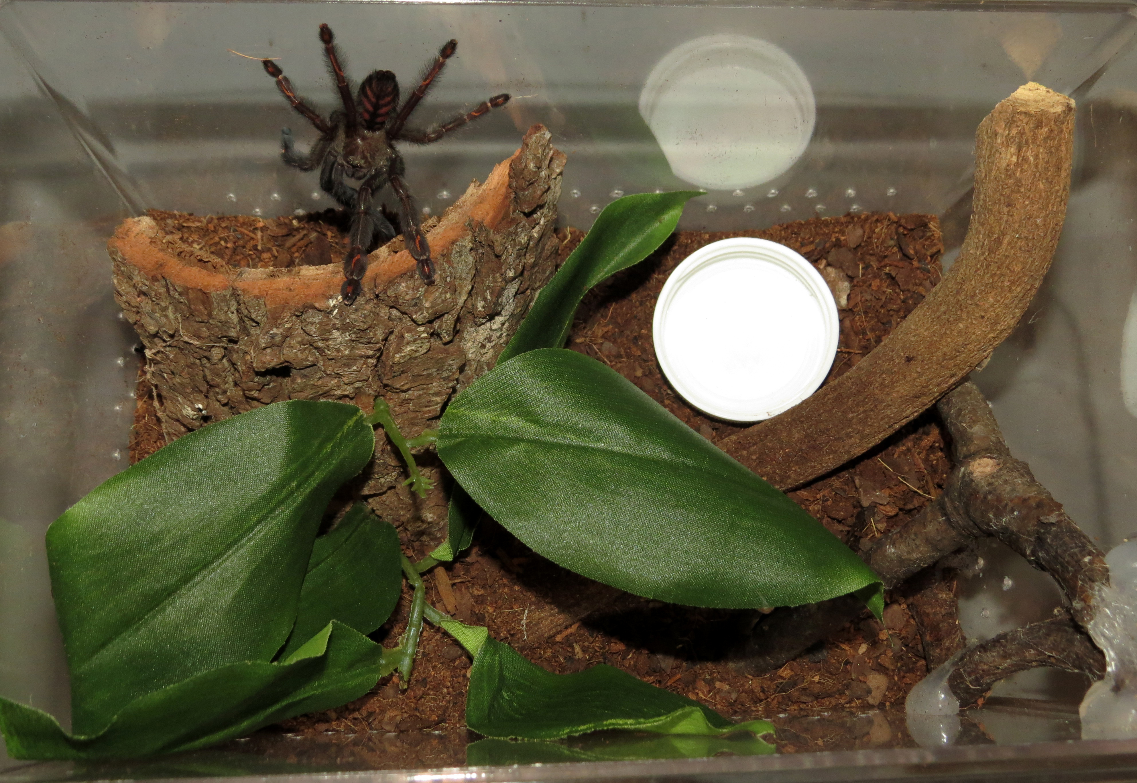 Psalmopoeus Juvenile Enclosure