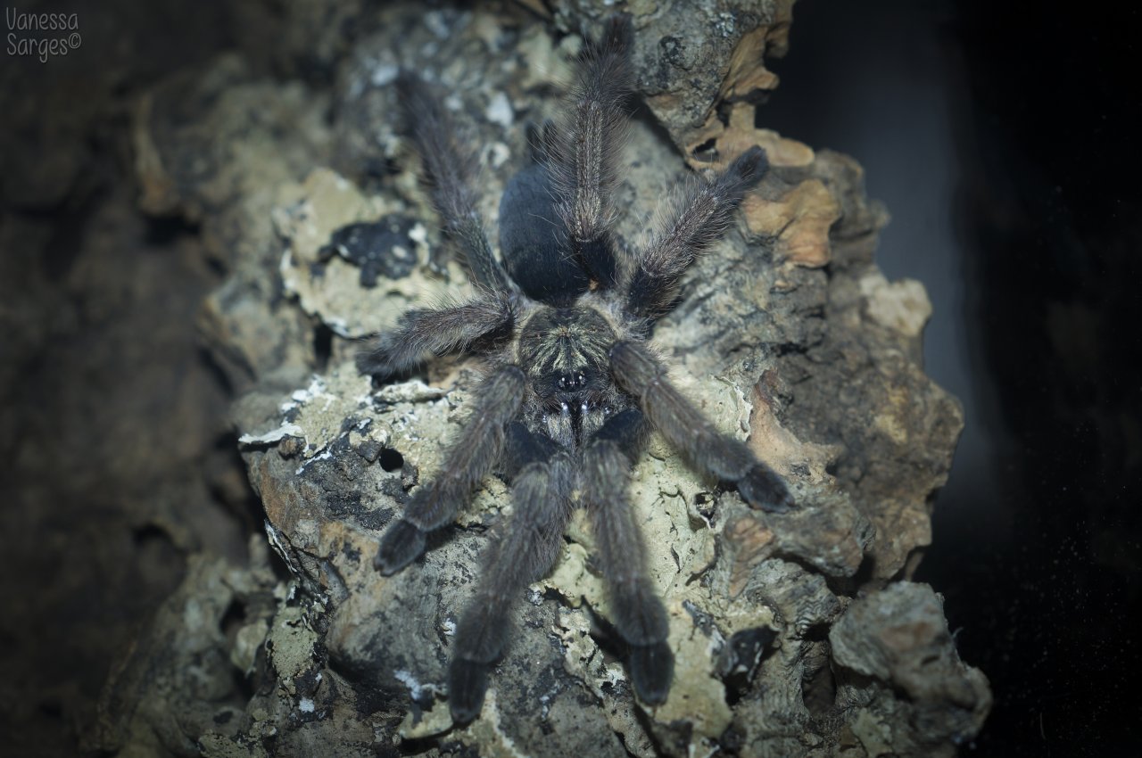 Psalmopoeus pulcher Juvenile Female