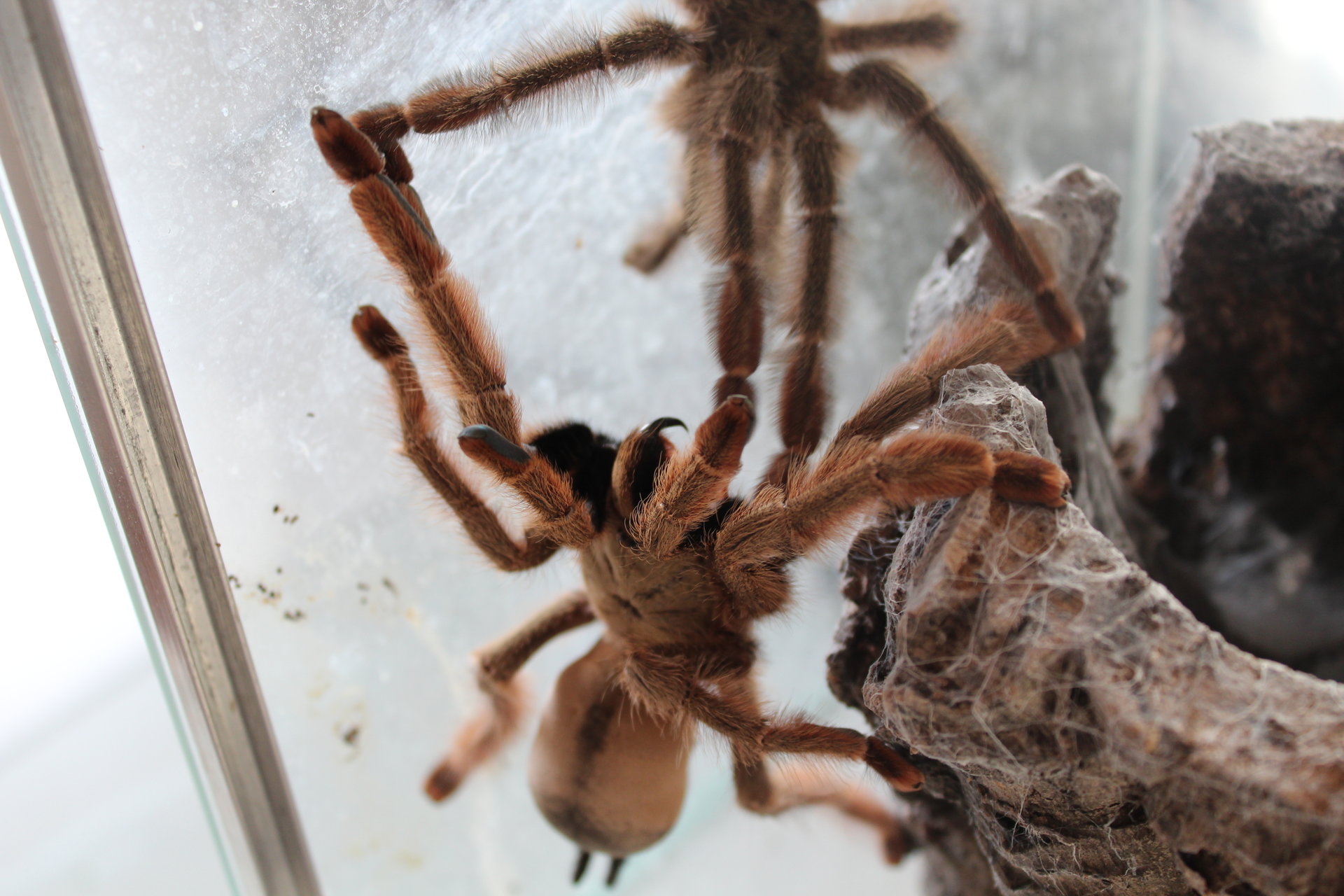 Psalmopoeus pulcher mating