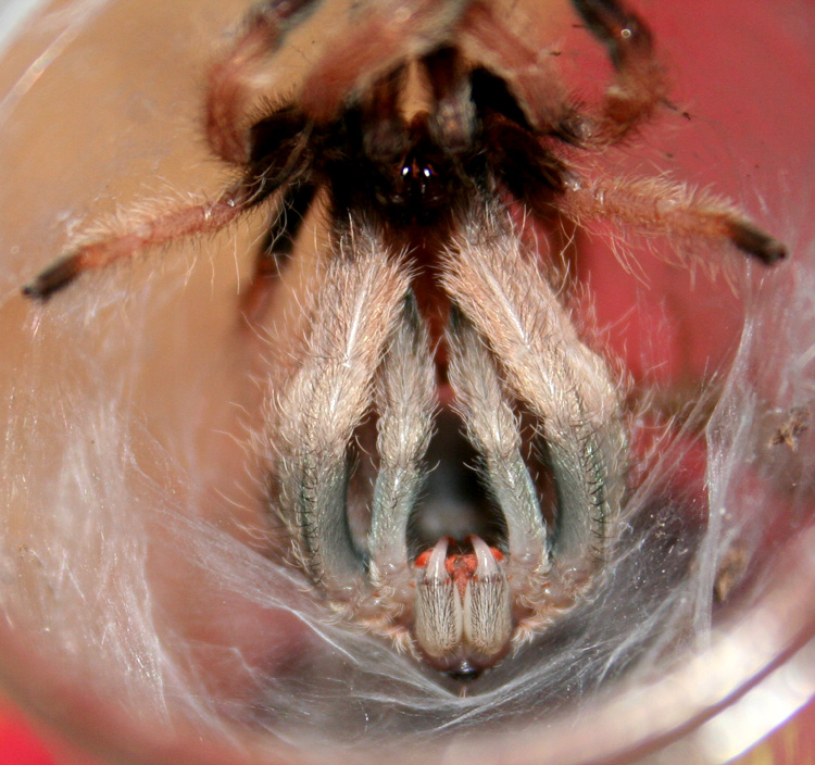 Psalmopoeus pulcher molting