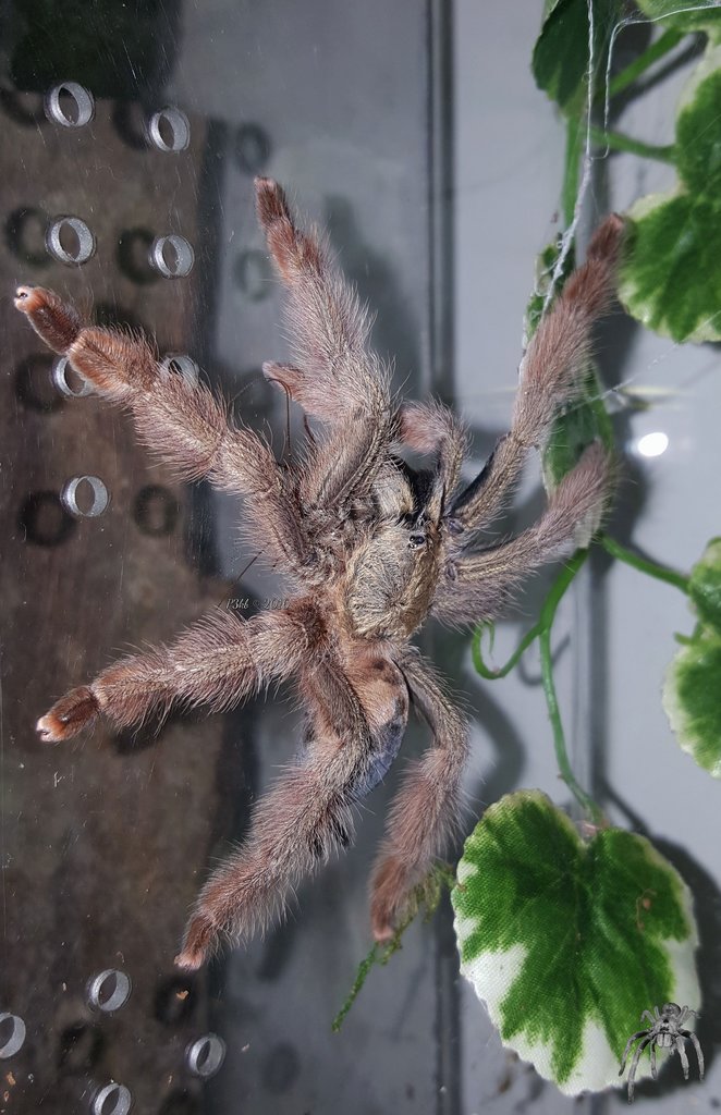 Psalmopoeus pulcher (Panama Blonde)