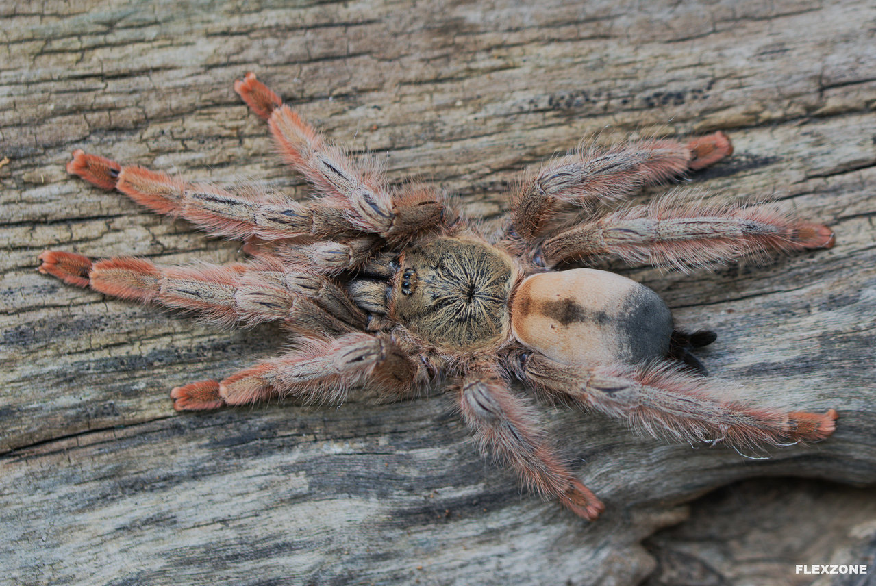 Psalmopoeus pulcher