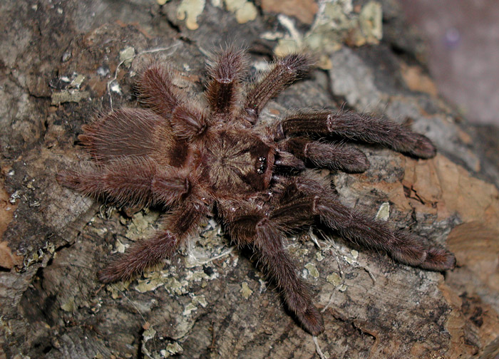 Psalmopoeus reduncus