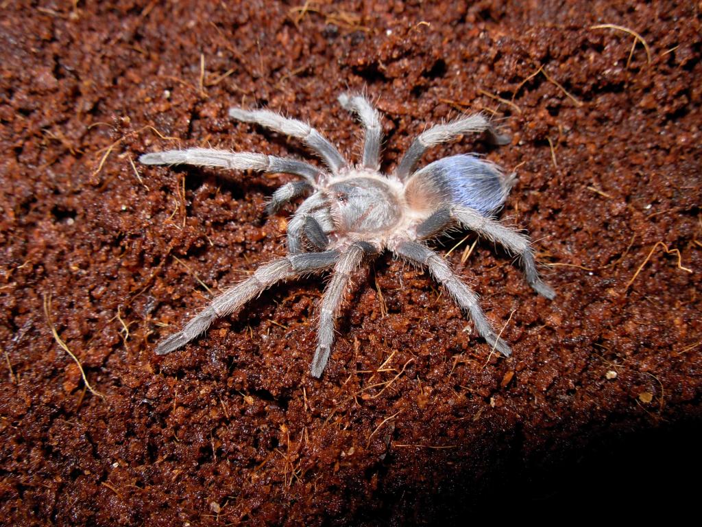 Pseudhapalopus Sp. "blue"