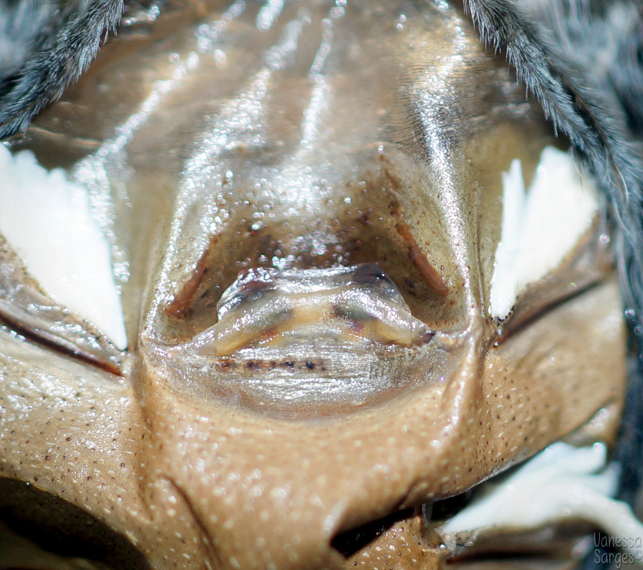 Pseudhapalopus spinulopalpus Adult Female