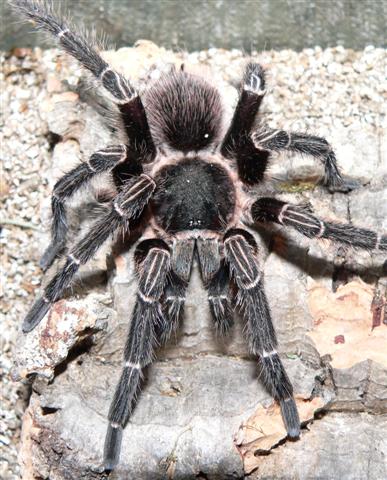 Pseudhapalopus spinulopalpus - Mature Male