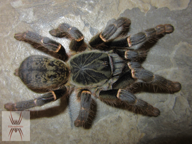 Pterinochilus chordatus 'Mastov'