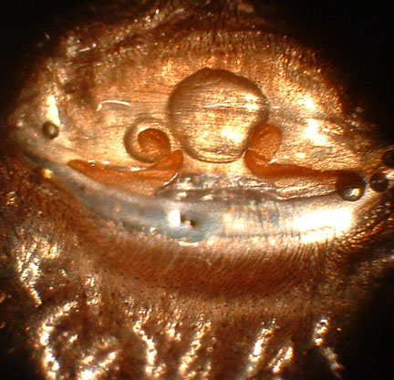 Pterinochilus lugardi - Female