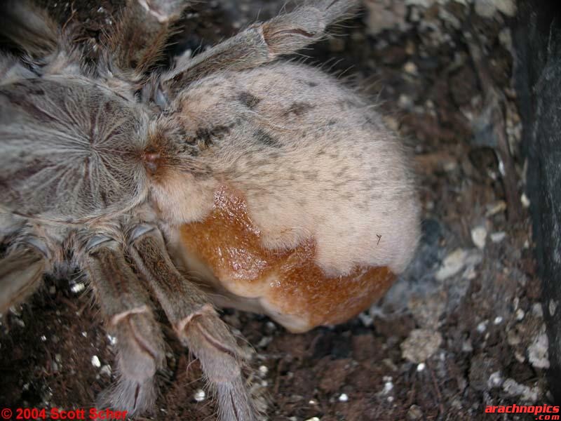 Pterinochilus lugardi