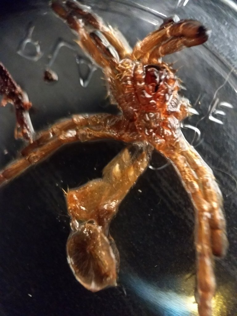 Pterinochilus murinus [molt sexing]