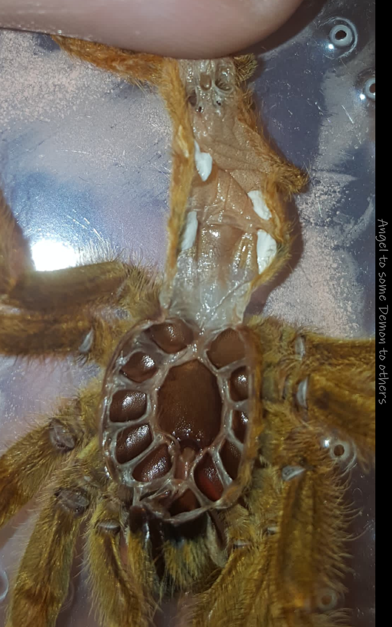 Pterinochilus murinus [molt sexing]