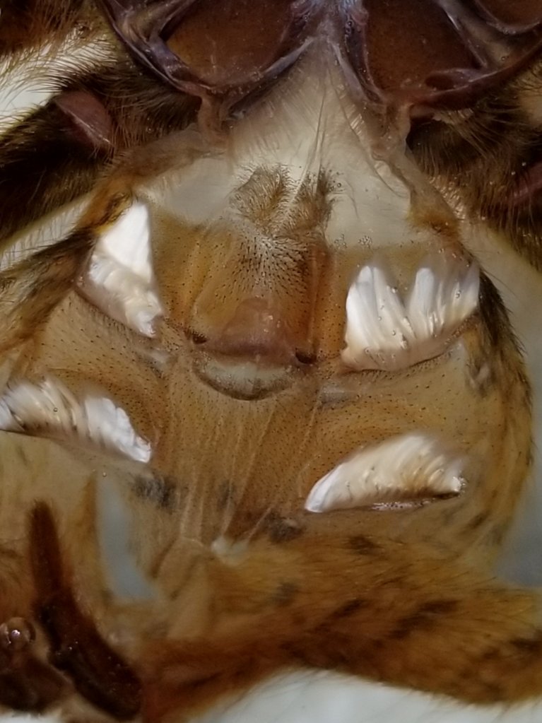 Pterinochilus murinus [molt sexing]