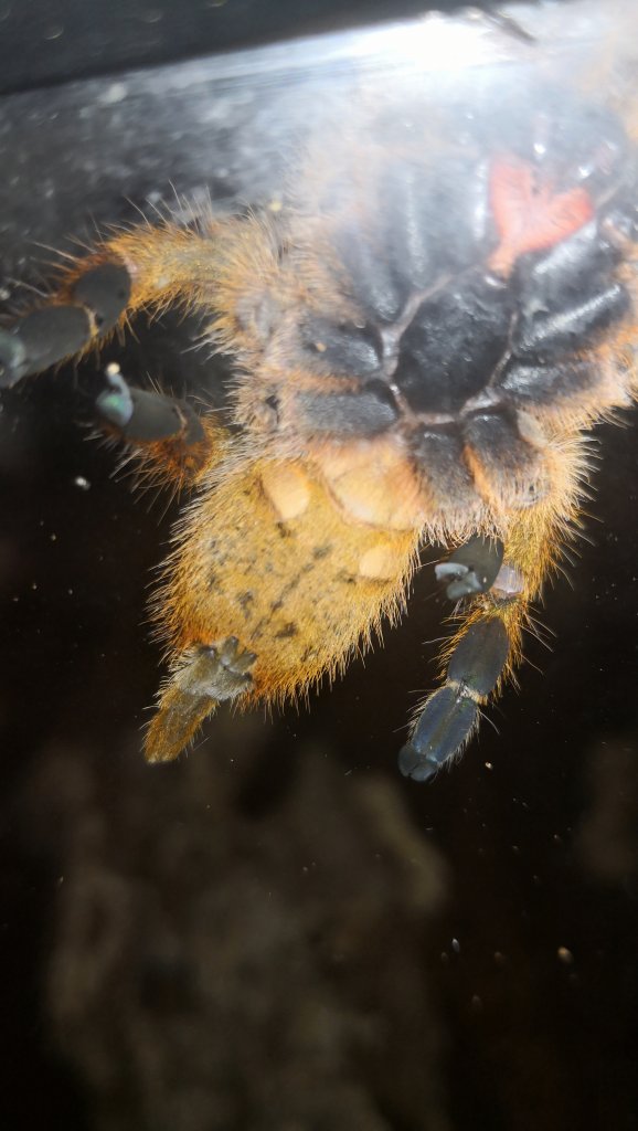 Pterinochilus murinus (OBT)