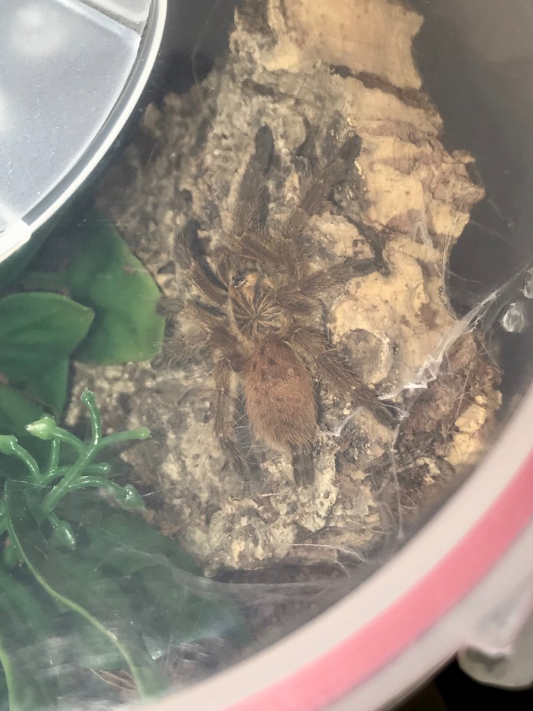 Pterinochilus murinus post moult