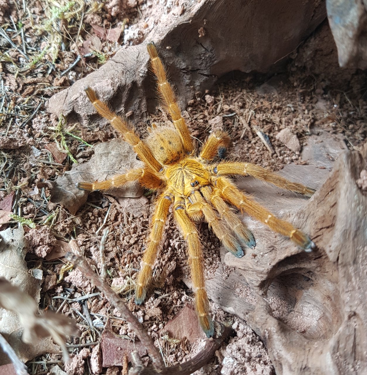 Pterinochilus Murinus RCF