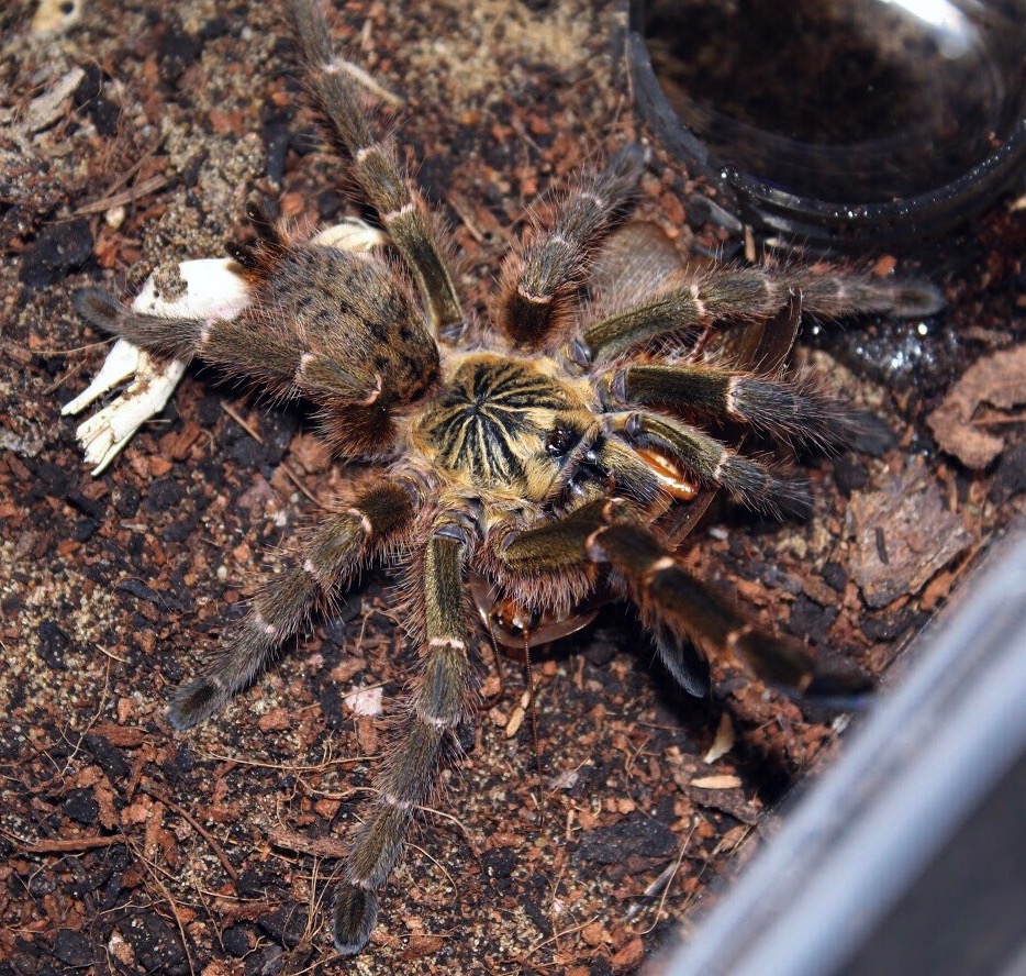 Pterinochilus murinus TETE