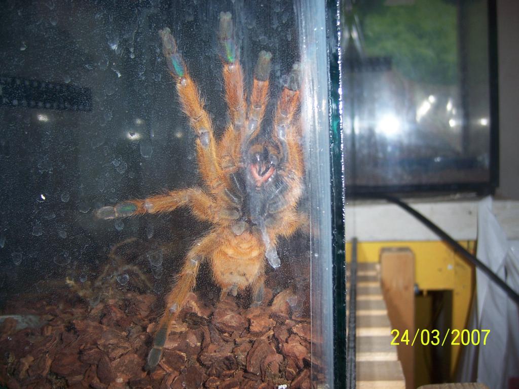 Pterinochilus Murinus