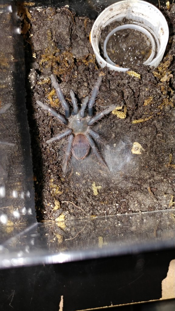 Pterinopelma sazamai