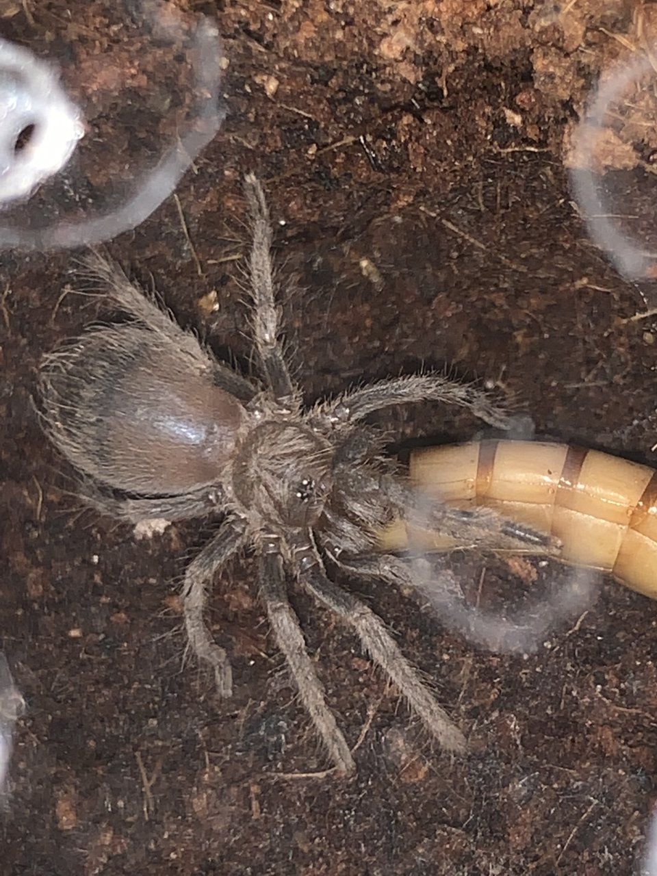 Pterinopelma sazimai Sling meal time.