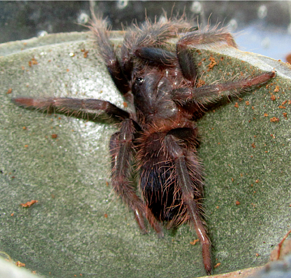 Pterinopelma sazimai