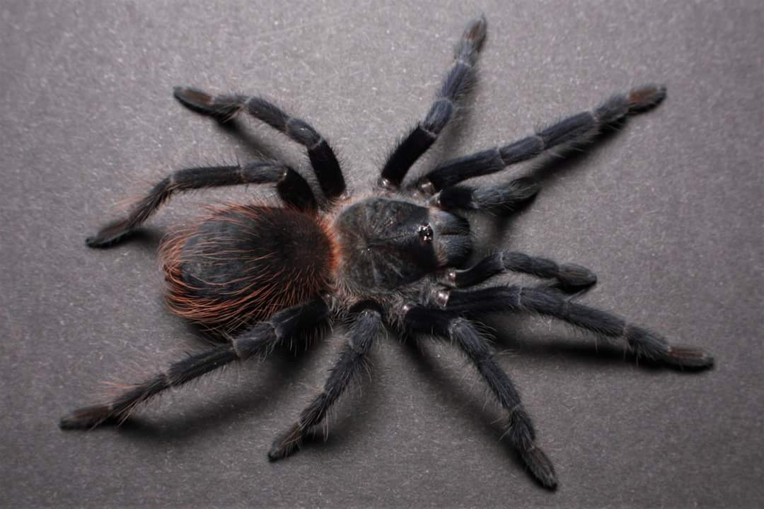 Pterinopelma sazimai