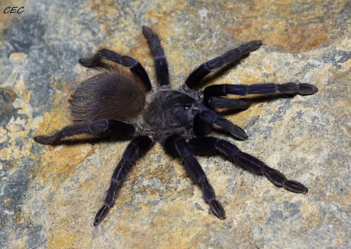 Pterinopelma sazimai