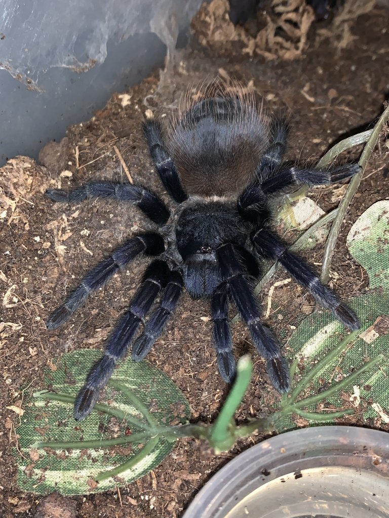 Pterinopelma Sazimai